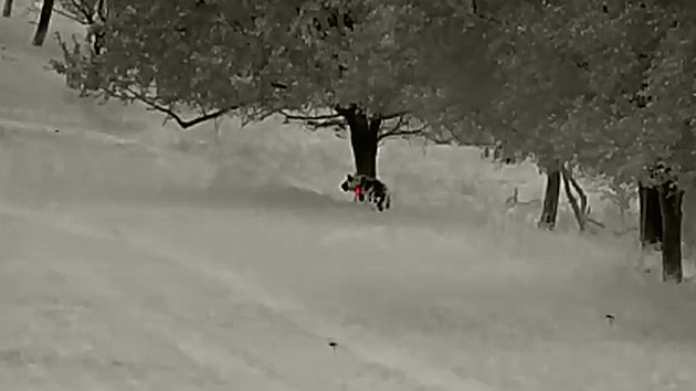 Medvěda na Valašsku zlákalo ovoce v sadu, myslivci ho natočili termokamerou