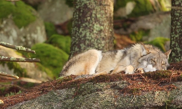 Lidské selhání, nebo úmysl. Národní park prověřuje, jak z výběhu unikli vlci