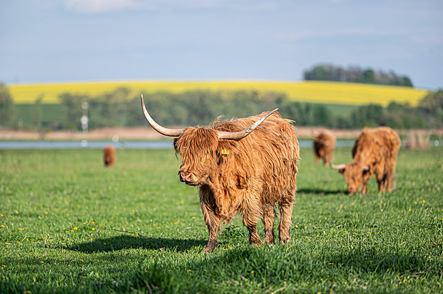 Odměna za péči o krajinu. V biotopu hnízdí vzácní ptáci a spásají jej divocí koně i skot