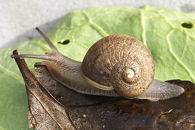 Hlemýžď má opačně stočenou ulitu. Milovnice přírody mu marně hledá lásku