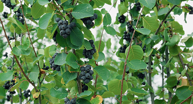 Sázejte indiánské borůvky. Vyberte si muchovníky, které mají sladké plody