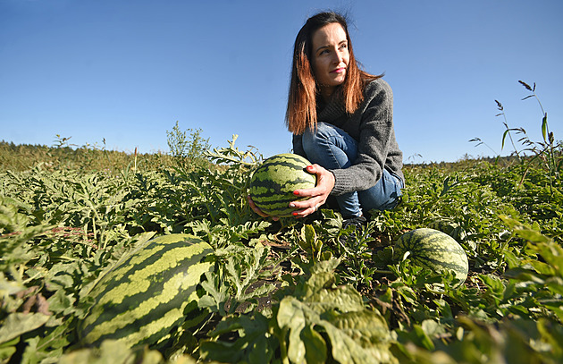 To není science fiction. Rodinná farma z Vysočiny pěstuje a prodává melouny