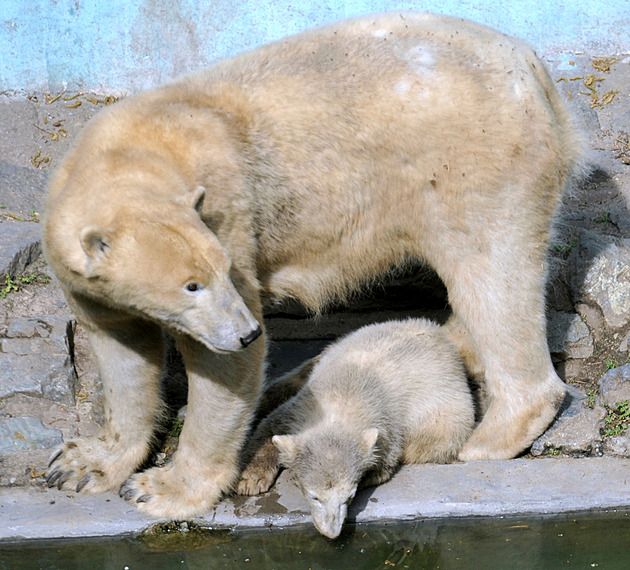 Jak se daří brněnským medvědím dvojčatům? Kometa je celebritou v Rusku