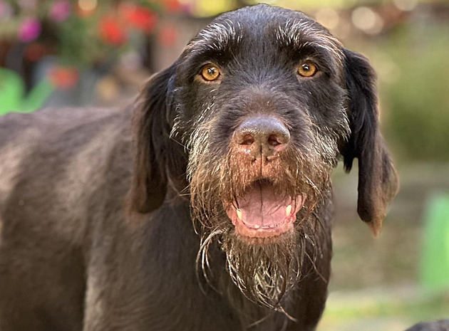 Myslivec zastřelil loveckého psa, tělo pohodil v lese. Případ vyšetřuje policie