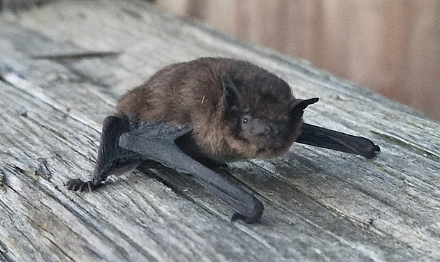 Netopýři si oblíbili baťovské domky, zabydlují se pod jejich střechami