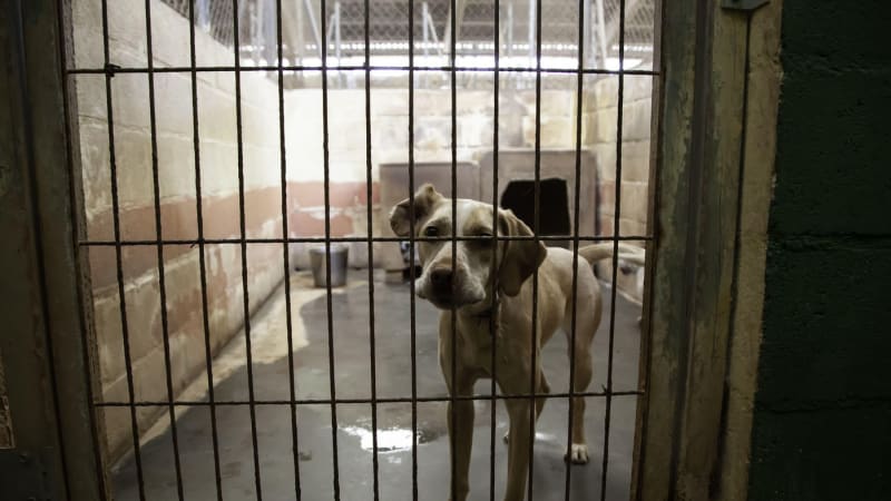 Vyšší tresty za týrání či ochrana bez fanatismu: Co nabízejí strany ohledně zvířat a přírody?