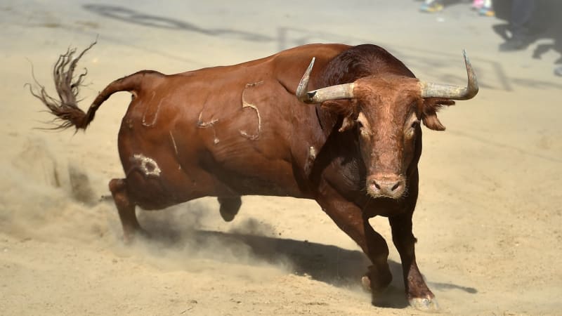 Býk zabil legendárního komentátora. Di Grazia tragicky zahynul při tradičních slavnostech