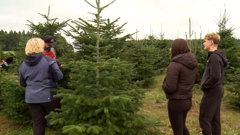 Vánoční stromky si lidé vybírají už nyní. Jedle je na plantážích k mání od 300 korun