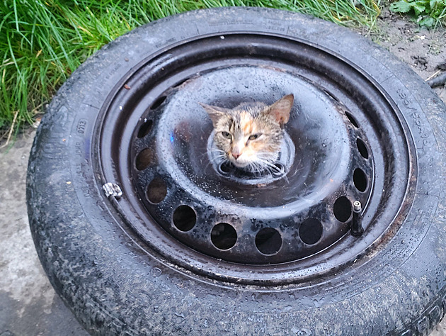 Řidiči připraveni na sníh? Kočka nedobrovolně zpropagovala přezutí pneumatik