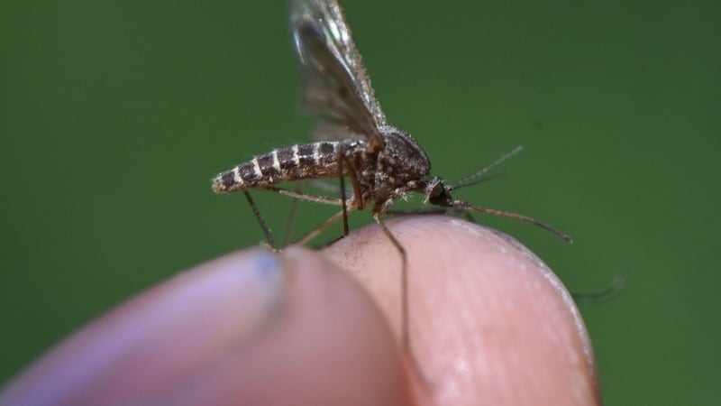 Padla poslední bašta bez komárů. Bodavý hmyz dorazil na Island, v zemi se zřejmě rozšíří