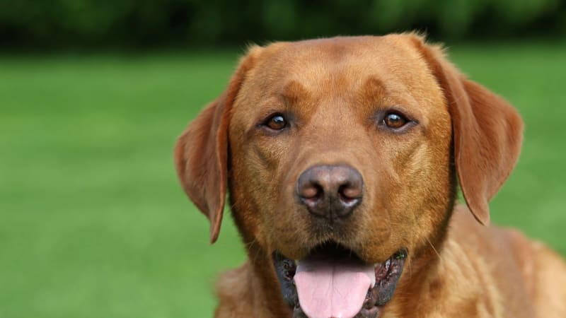 Labrador Ari hrdinou: Pozná zástavu srdce a stiskne tlačítko. Paničce třikrát zachránil život