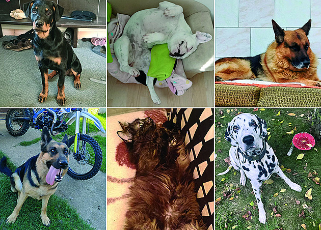 Nejroztomilejší říjnoví mazlíčci vyhráli prémiové granule, hlasující román