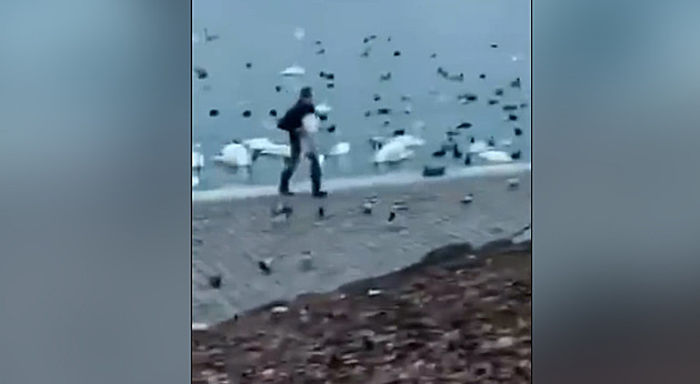 Muž chytil u Vltavy labuť a odnesl ji do auta. Natočil ho při tom svědek