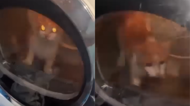 Sr*l nás, ušetříme granule: Mladíci v Litoměřicích týrali kočku v sušičce, video rozesílali