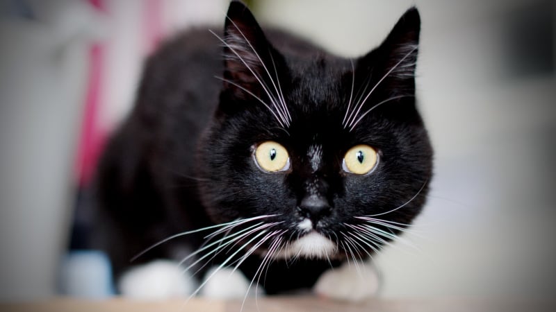 Utýrání kočky v Litoměřicích není mladíkův první průšvih. Stydím se za něj, říká matka